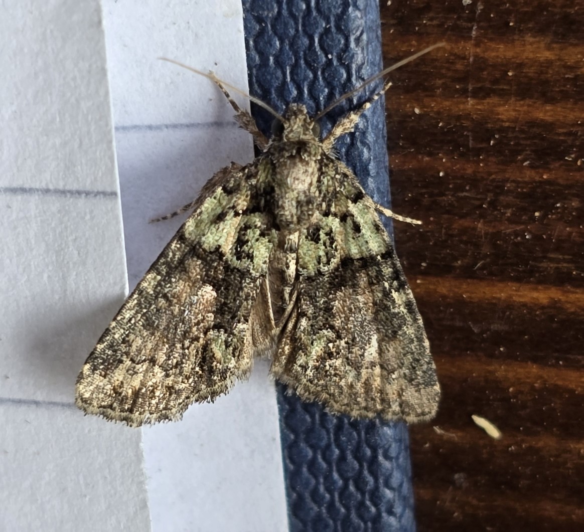 Photo of Tree-lichen Beauty (Cryphia algae)
